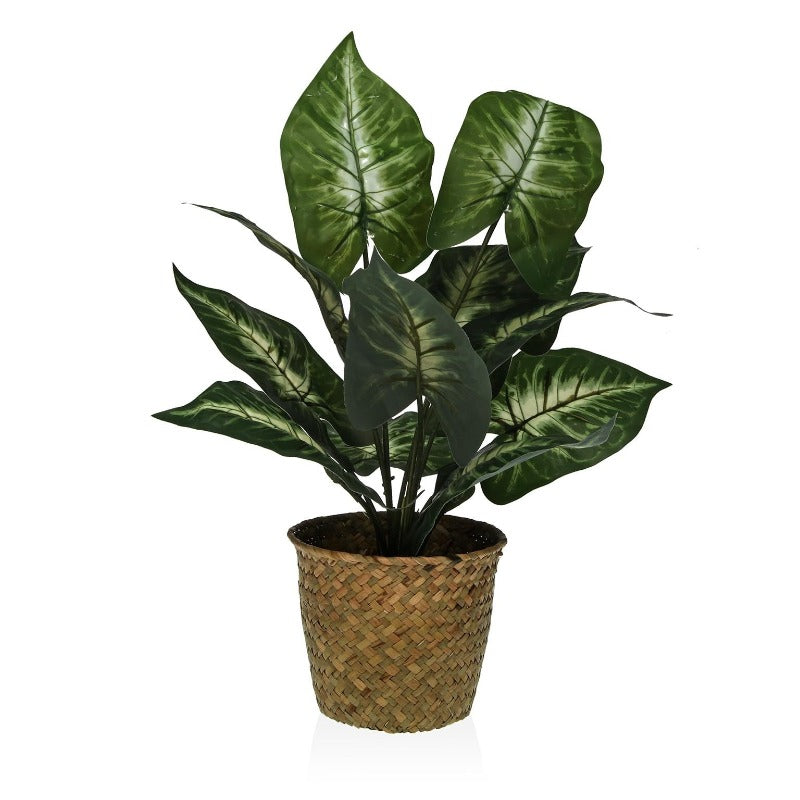 Pianta Pot