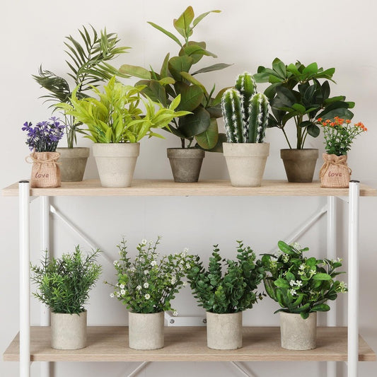 Piante Vaso Ceramico