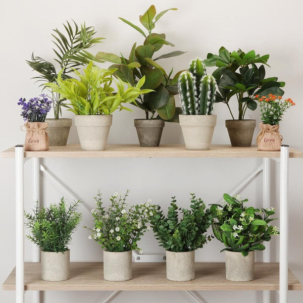 Piante Vaso Ceramico